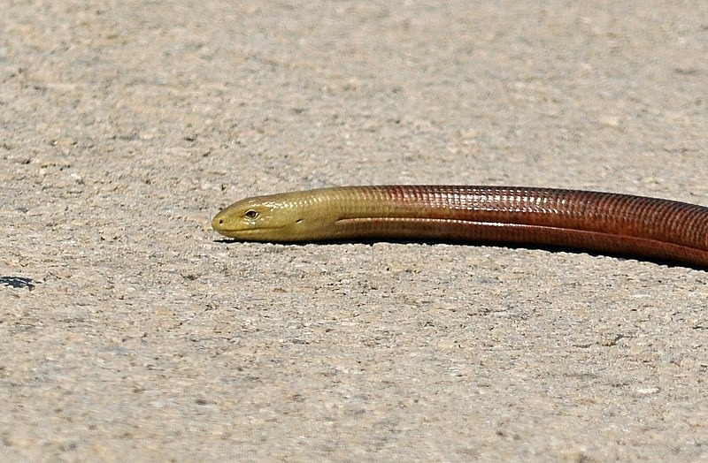 European Glass Lizard - Bulgaria