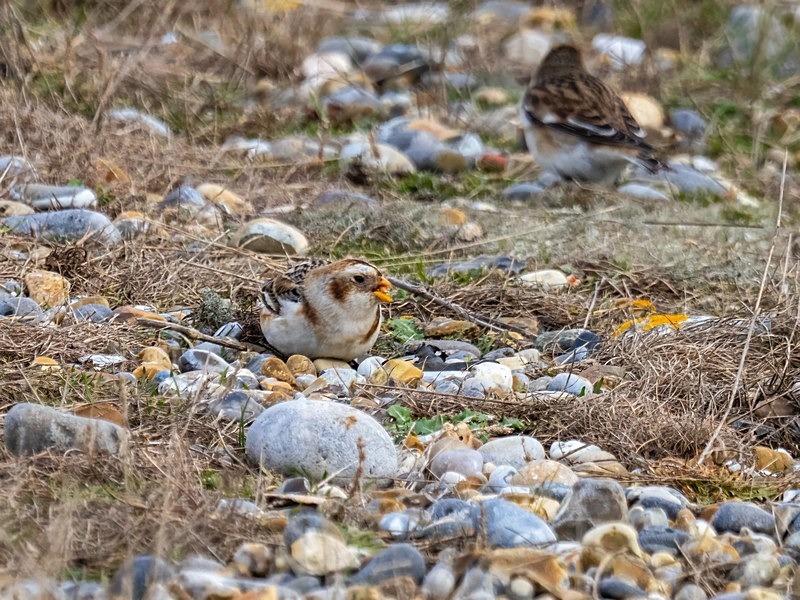 Snow Bunting - Buntings