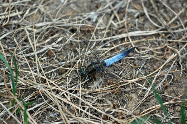 Black-tailed Skimmer - Dragonflies and damselflies