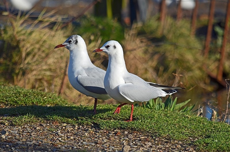 Black-headed Gulls - Gulls