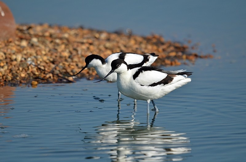 Avocets - Avocets and stilts