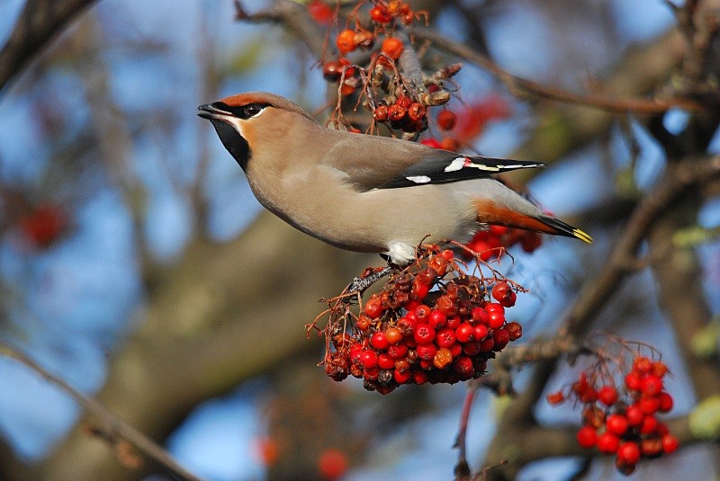 Waxwing - Waxwings
