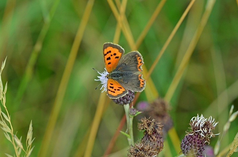 Small Copper - Butterflies