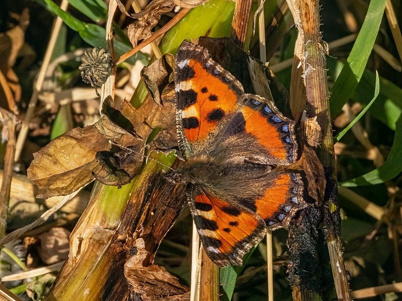 Small Tortoiseshell - Butterflies