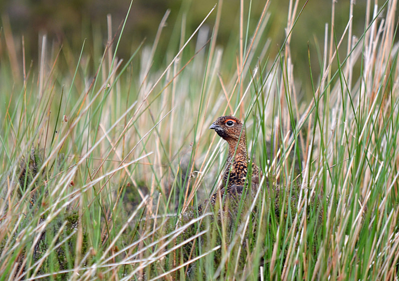 Red Grouse - Game birds