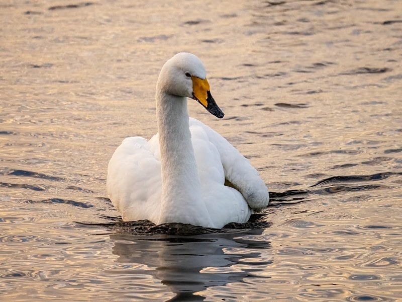 Whooper Swan - Whooper and Bewick's Swans