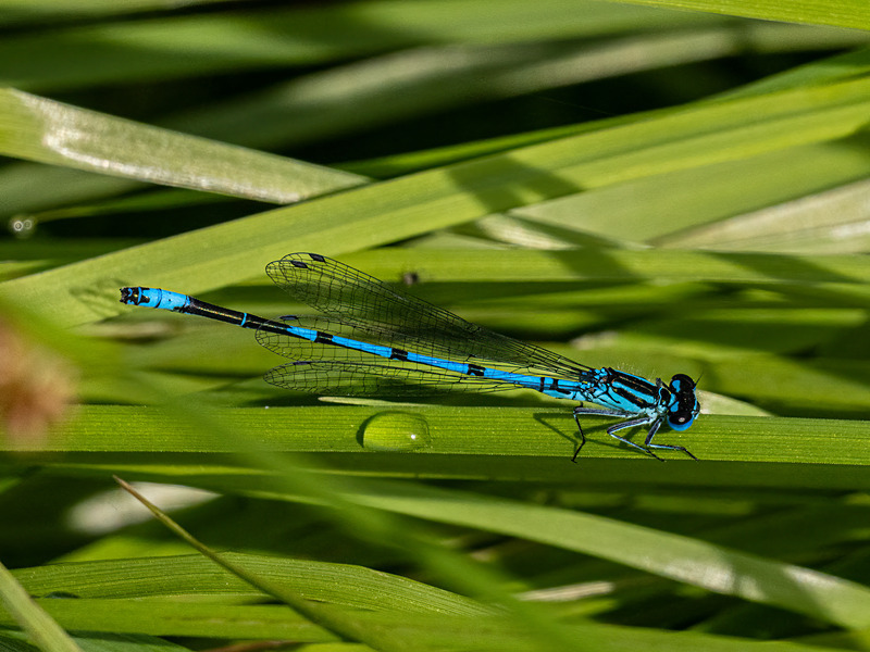 Azure Damselfly - Latest photos