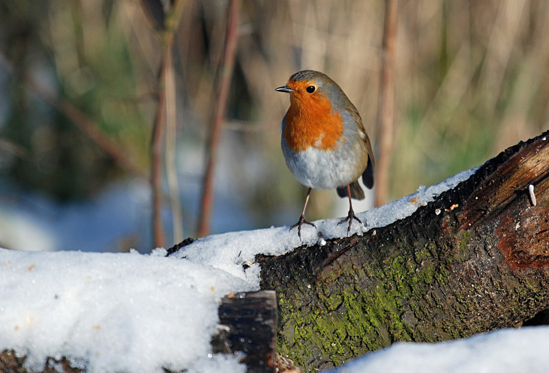 Robin - Robins