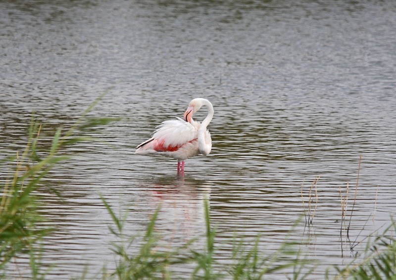 Greater Flamingo - South Spain - September 2013