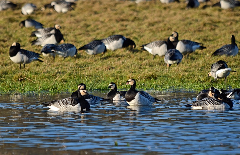 Barnacle Geese - Black geese