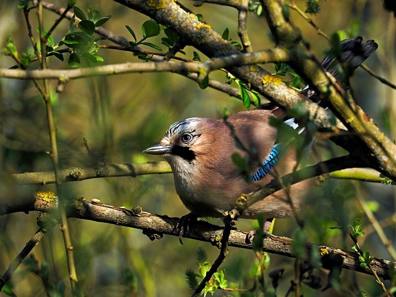 Jay - Crows