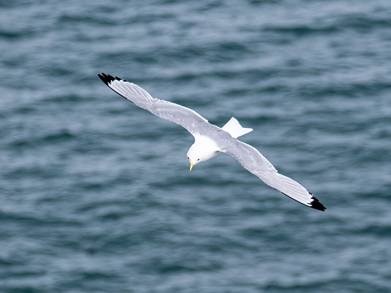 Kittiwake - Latest photos