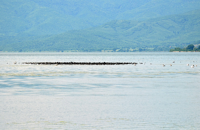 Cormorants - Central Macedonia