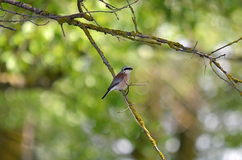 Red-backed Shrike - Bulgaria