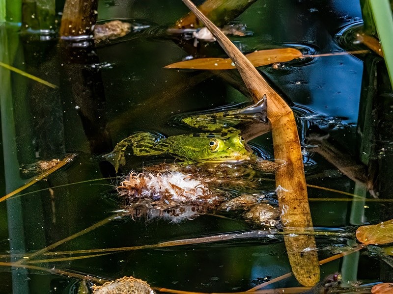 Edible Frog - Frogs and toads