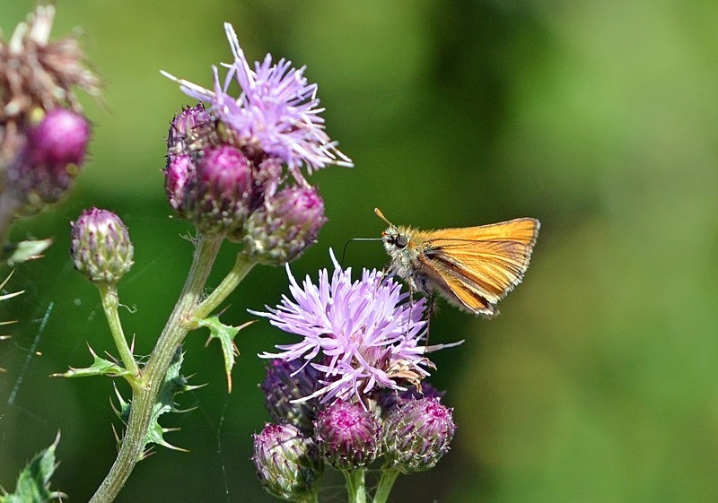 Small Skipper - Butterflies