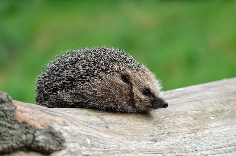 Hedgehog - Hedgehog