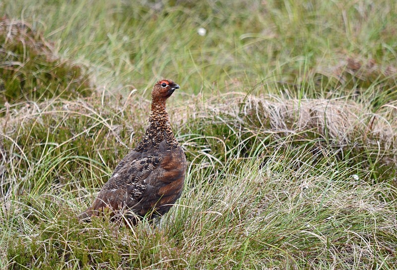 Red Grouse - Game birds