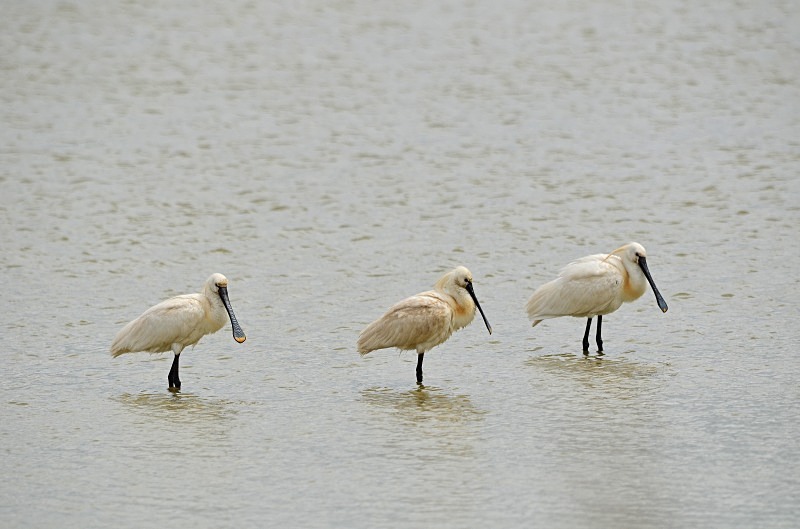 Spoonbills - South and west Spain - April and May 2012