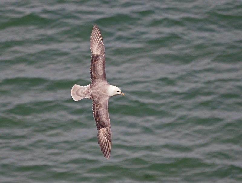 Fulmar - Fulmars