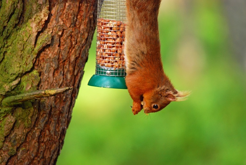 Red Squirrel - Red Squirrels
