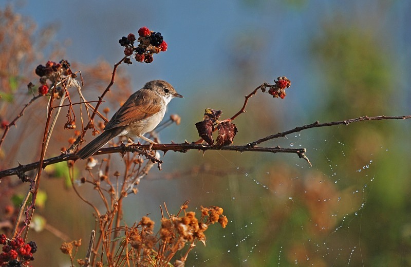September 2007 - Common Whitethroat - Photos of the month