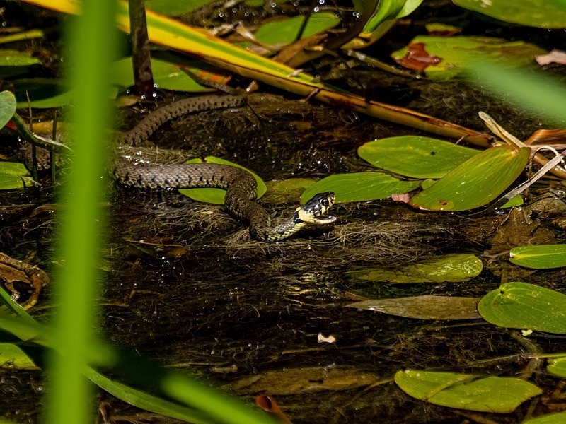 Grass Snake - Snakes