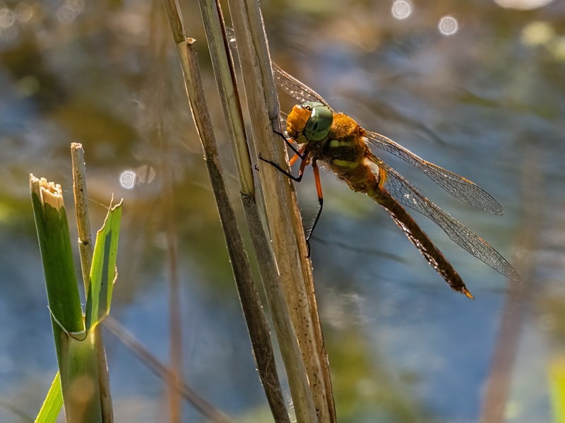 Norfolk Hawker - Dragonflies and damselflies