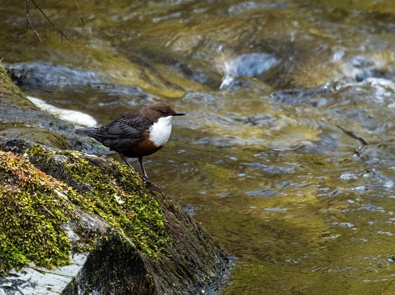 Dipper - Dippers