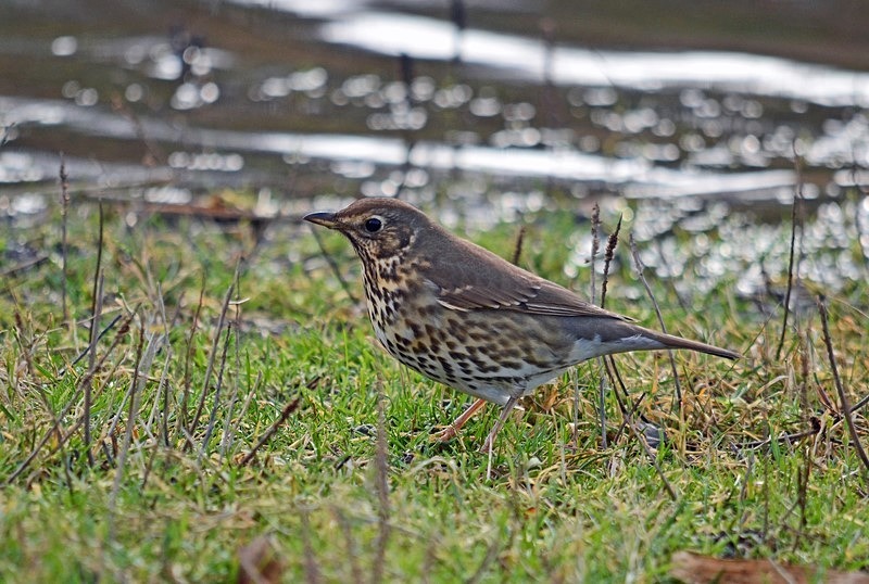 Song Thrush - Thrushes