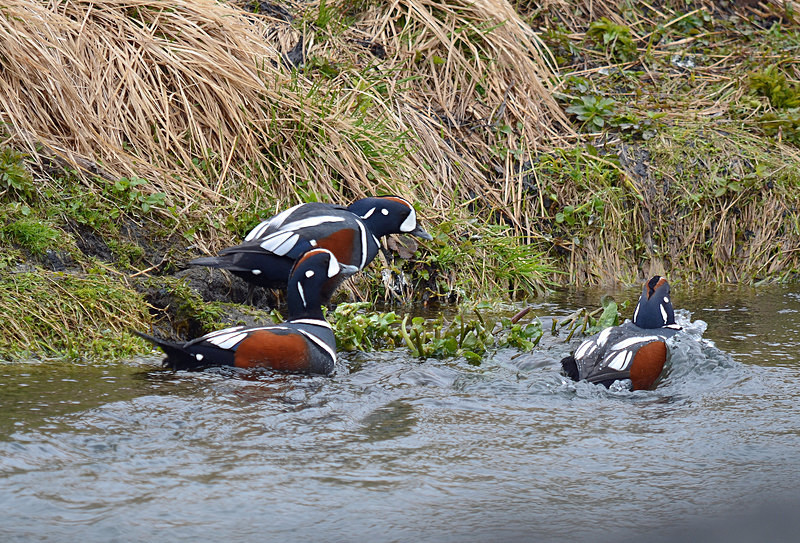 Harlequin Ducks - North east Iceland