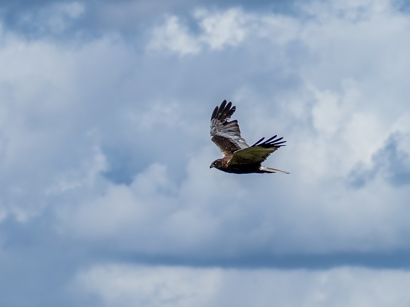 Marsh Harrier - Birds of prey