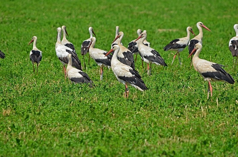 White Storks - Slovakia