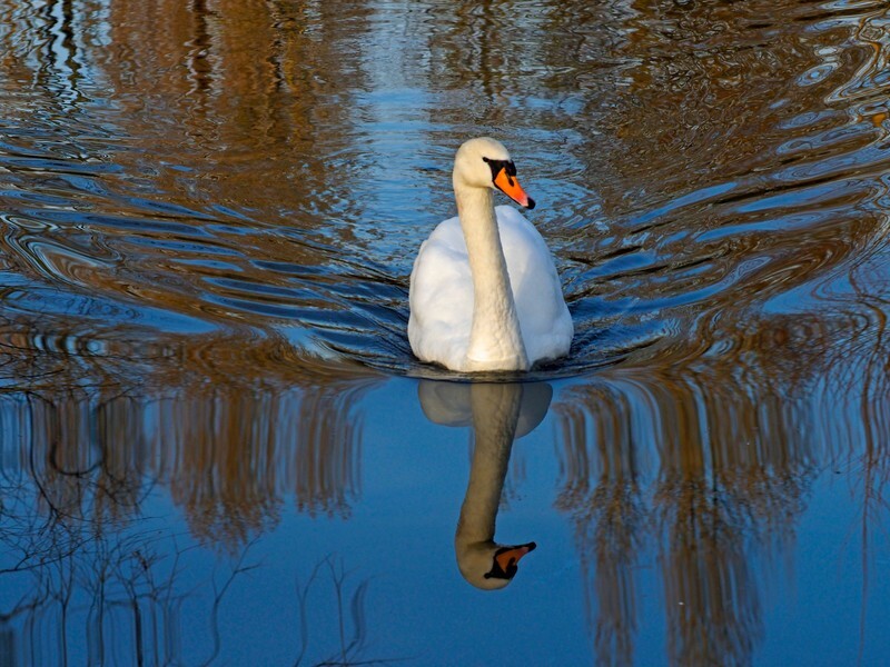 Mute Swan - Mute Swans