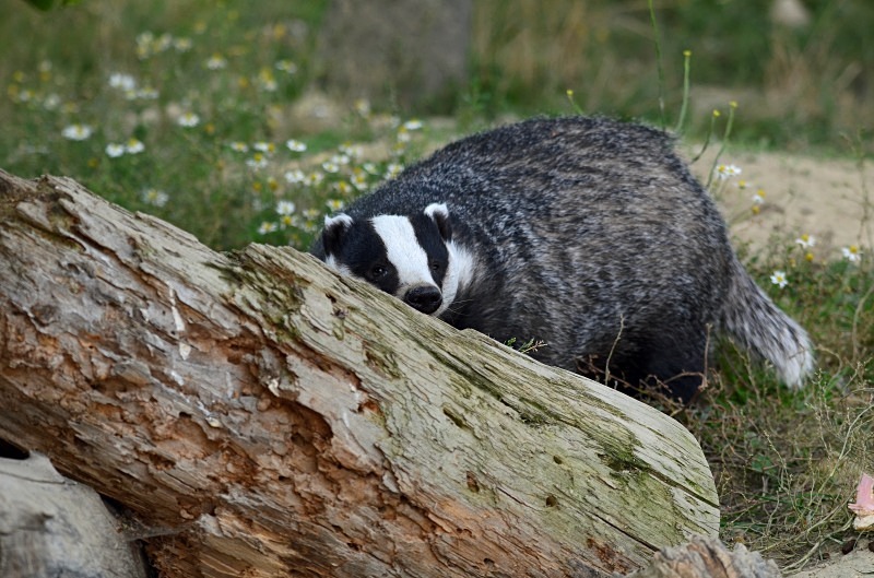 Badger - Badger