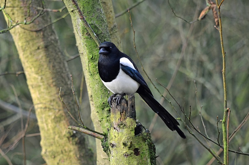 Magpie - Crows