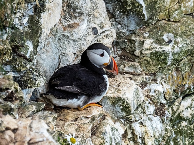 Puffin - Puffins