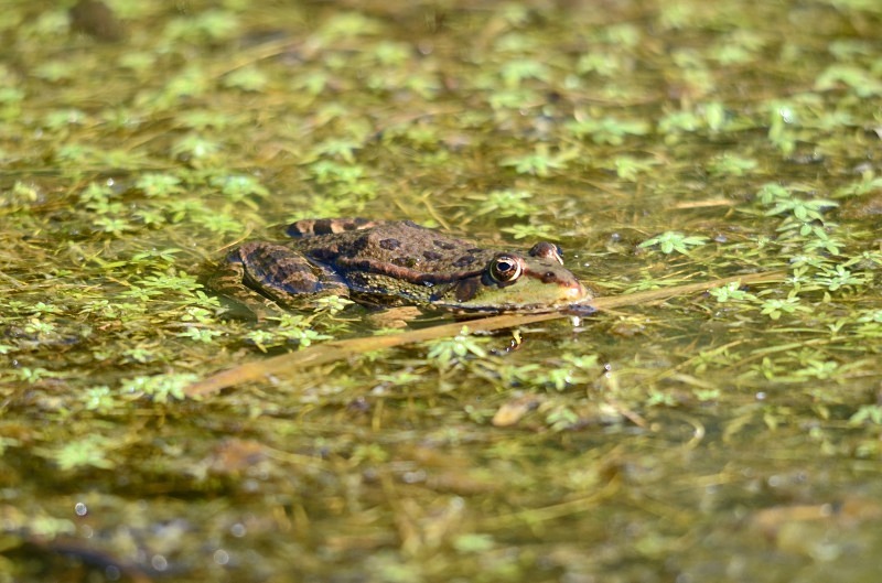 Marsh Frog - Frogs and toads