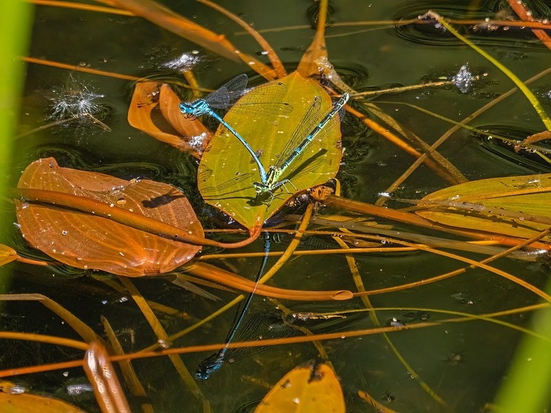 Azure Damselflies - Dragonflies and damselflies