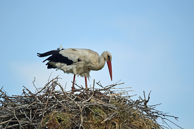 White Stork - East Macedonia and Thrace