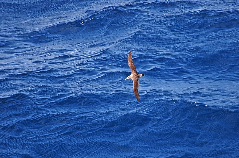 Cory's Shearwater - Skuas and shearwaters