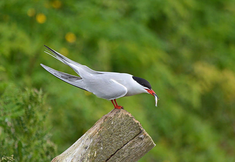 Common Tern - Terns