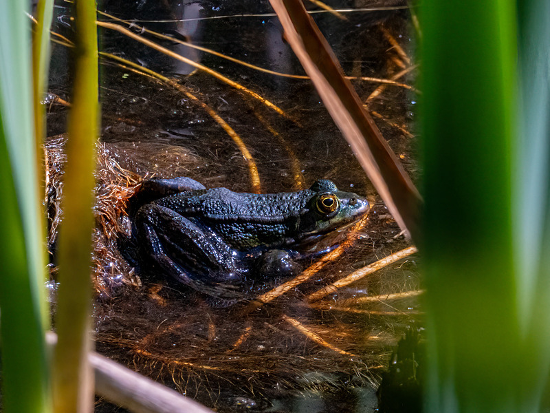 Edible Frog - Latest photos