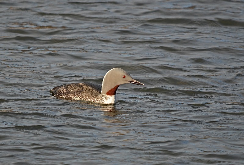 Red-throated Diver - Snæfellsnes peninsula