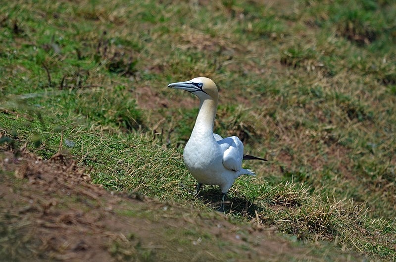 Gannet - Gannets