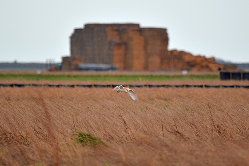 Barn Owl - Owls