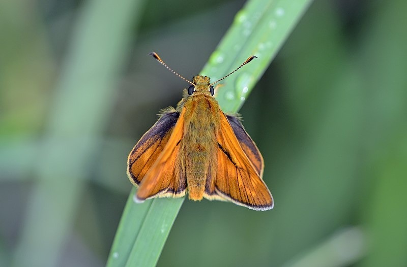 Large Skipper - Butterflies