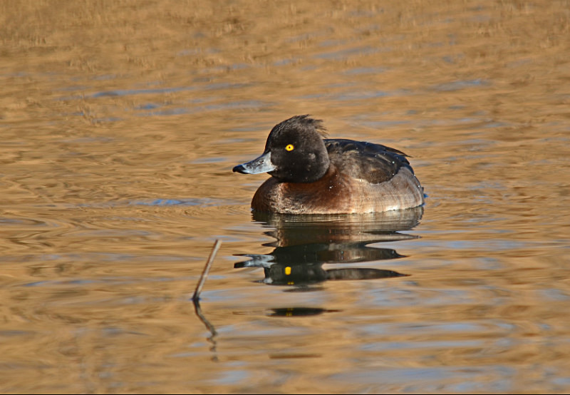 Tufted Duck - Diving ducks