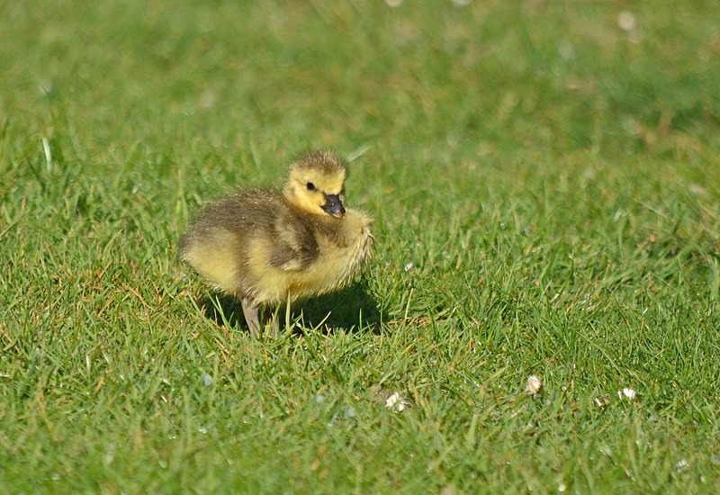 Canada Goose gosling - Black geese