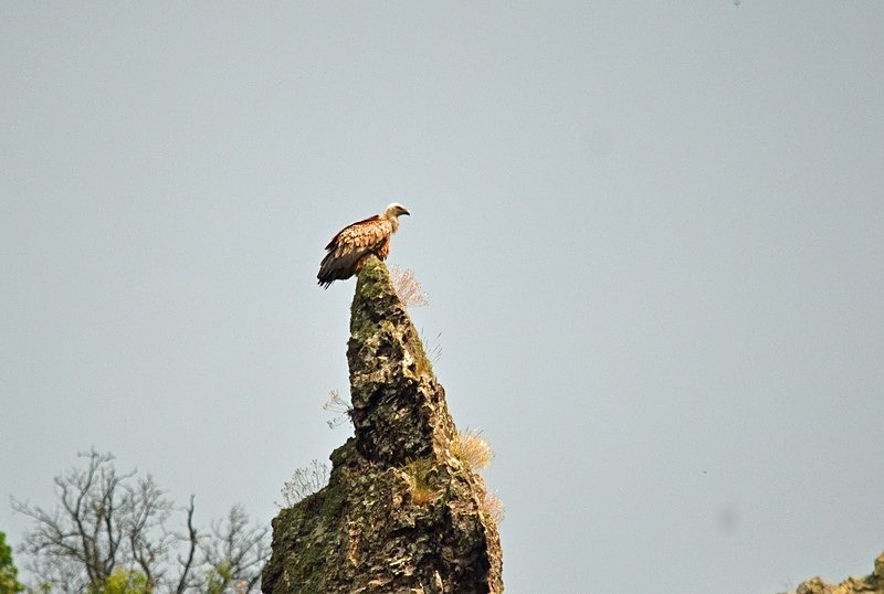 Griffon Vulture - Bulgaria